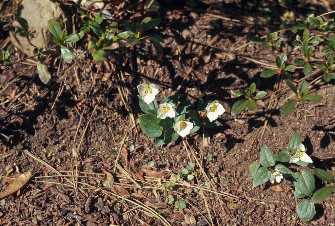 Trillium rivale, Grants Pass, Oregon