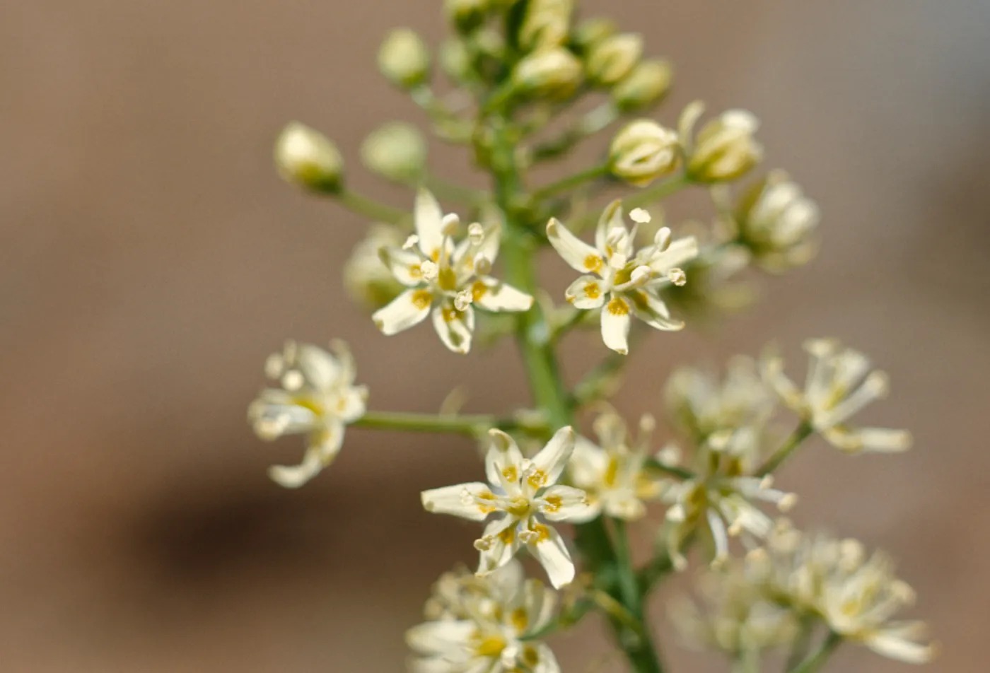 Zygadenus micranthus,lily family,Curry County, Oregon