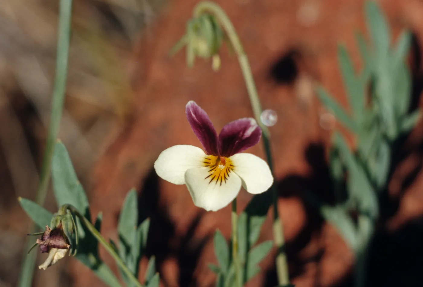 Viola hallii, Halls violet, Josephine County, Oregon