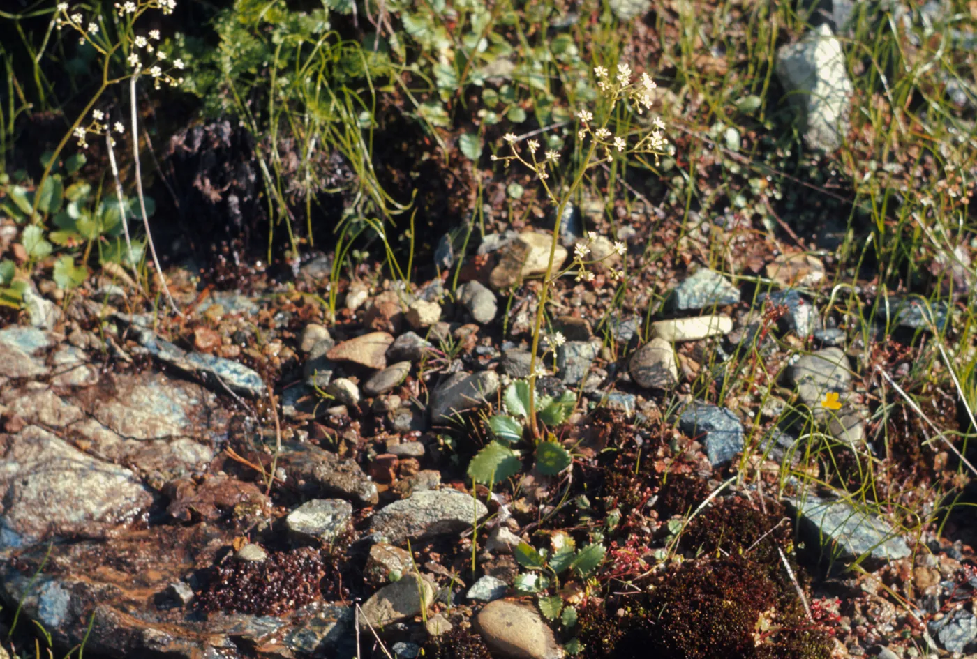 Saxifraga marshallii, marshalls saxifrage, Josephine County, Oregon