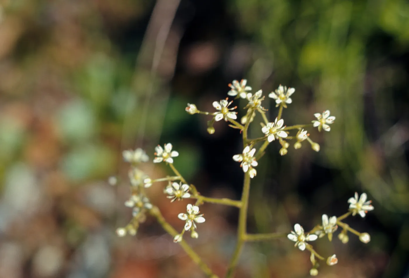 Saxifraga marshallii, marshalls saxifrage, Josephine County, Oregon