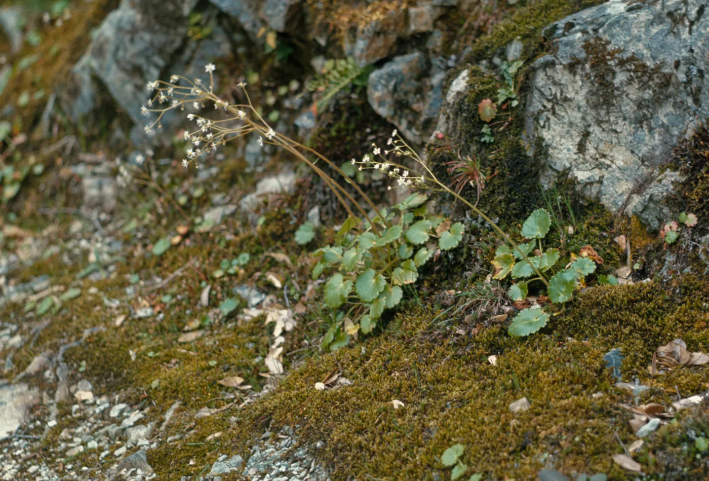 Saxifraga mertensiana, bong, Curry County, Oregon