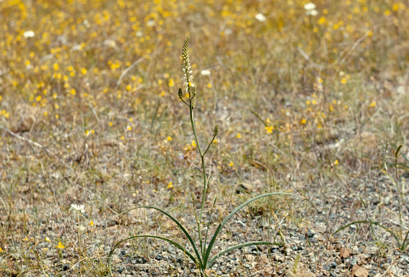 Schoenolirion album, White flowered rushlily, Josephine County, Oregon