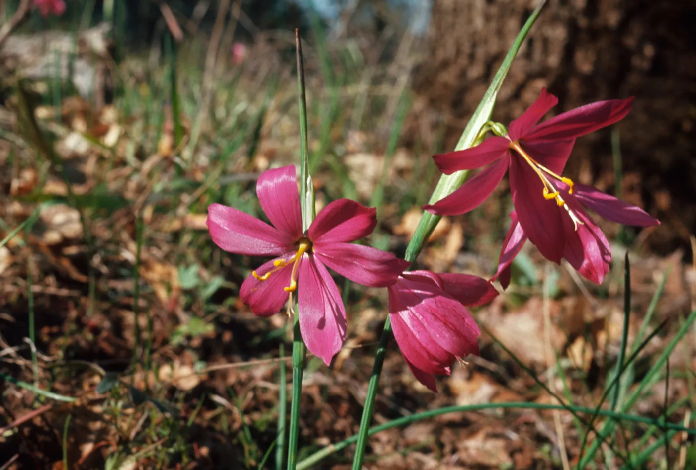 Sisyrinchium douglasii, Grass widow, Josephine County, Oregon