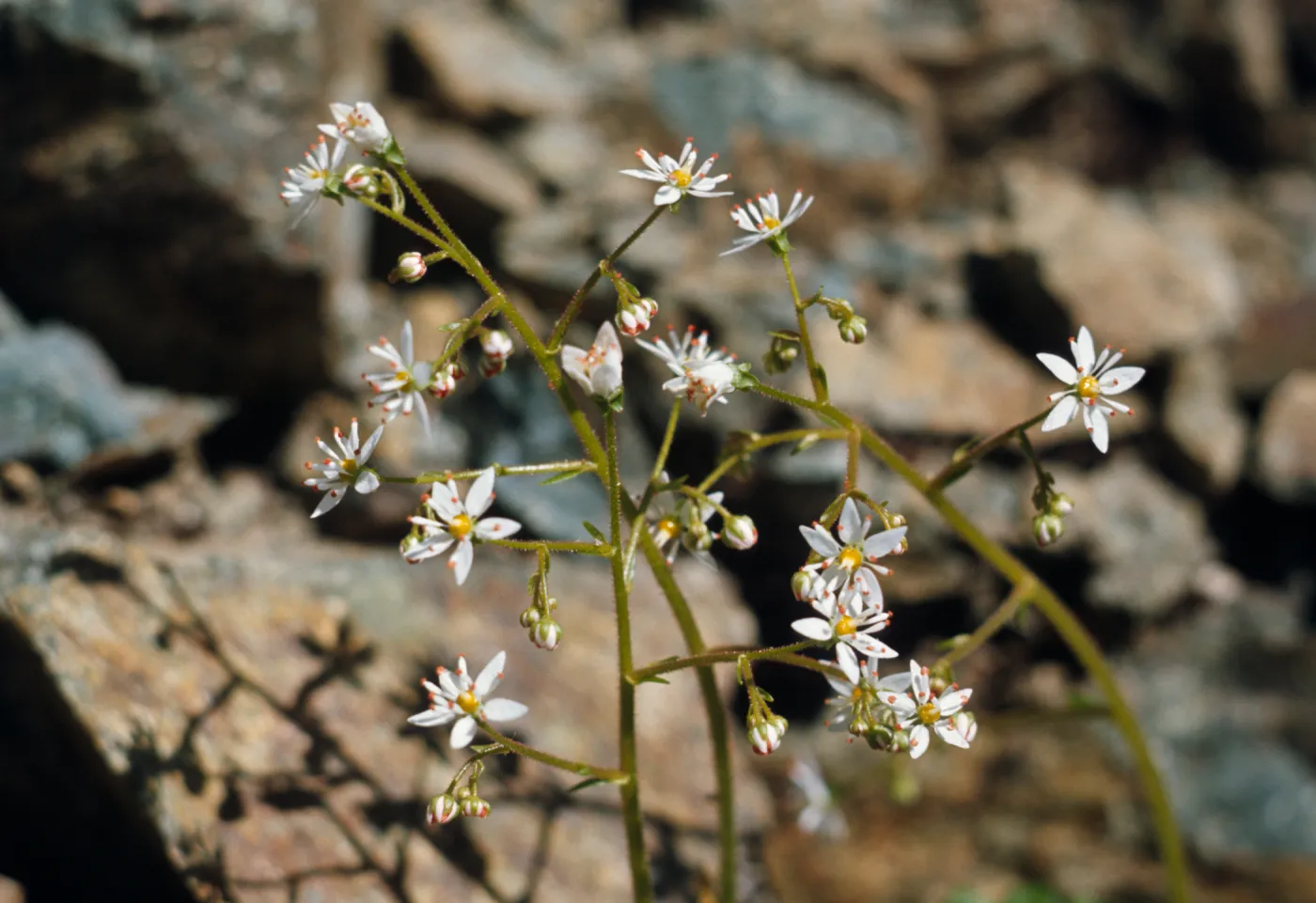 Saxifraga mertensiana, Mertons Saxifrage, Curry County, Oregon