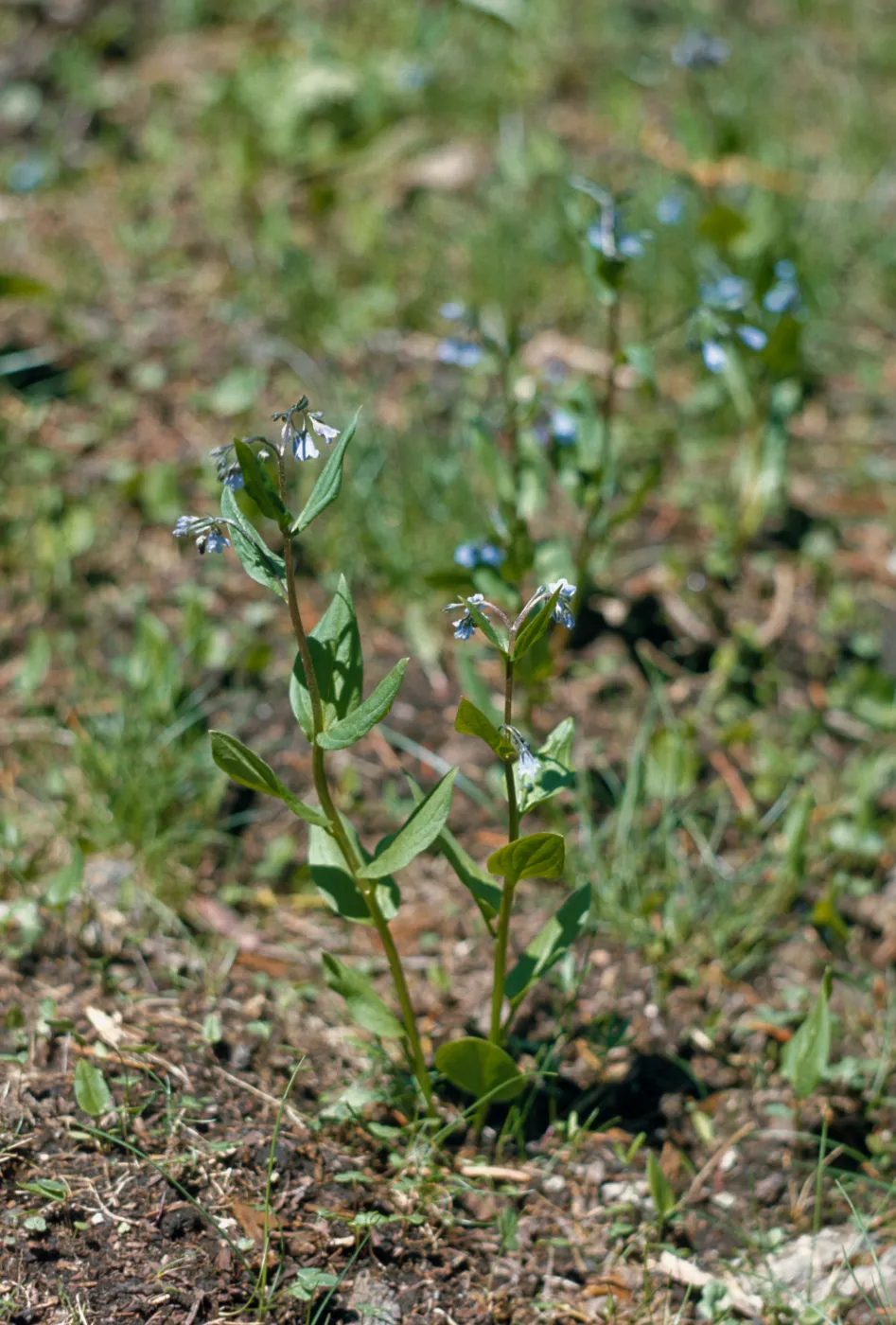 Mertensia bella, piper, Oregon lungwort, Josephine County, Oregon