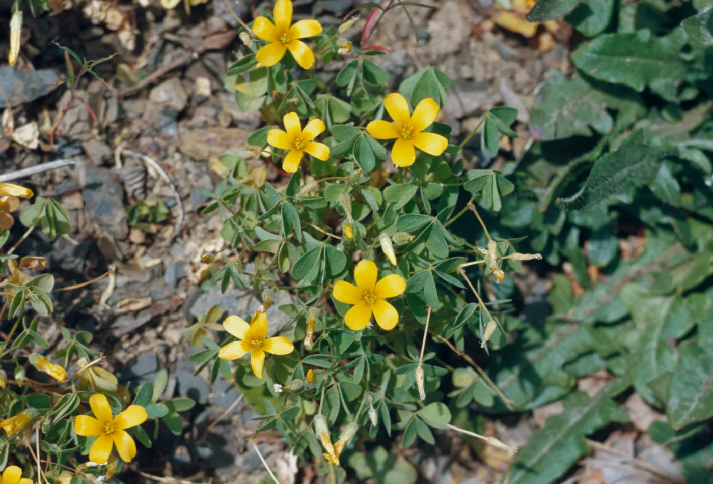 Oxalis suksdorfii, trel., Western yellow oxalis, Rogue River, Oregon