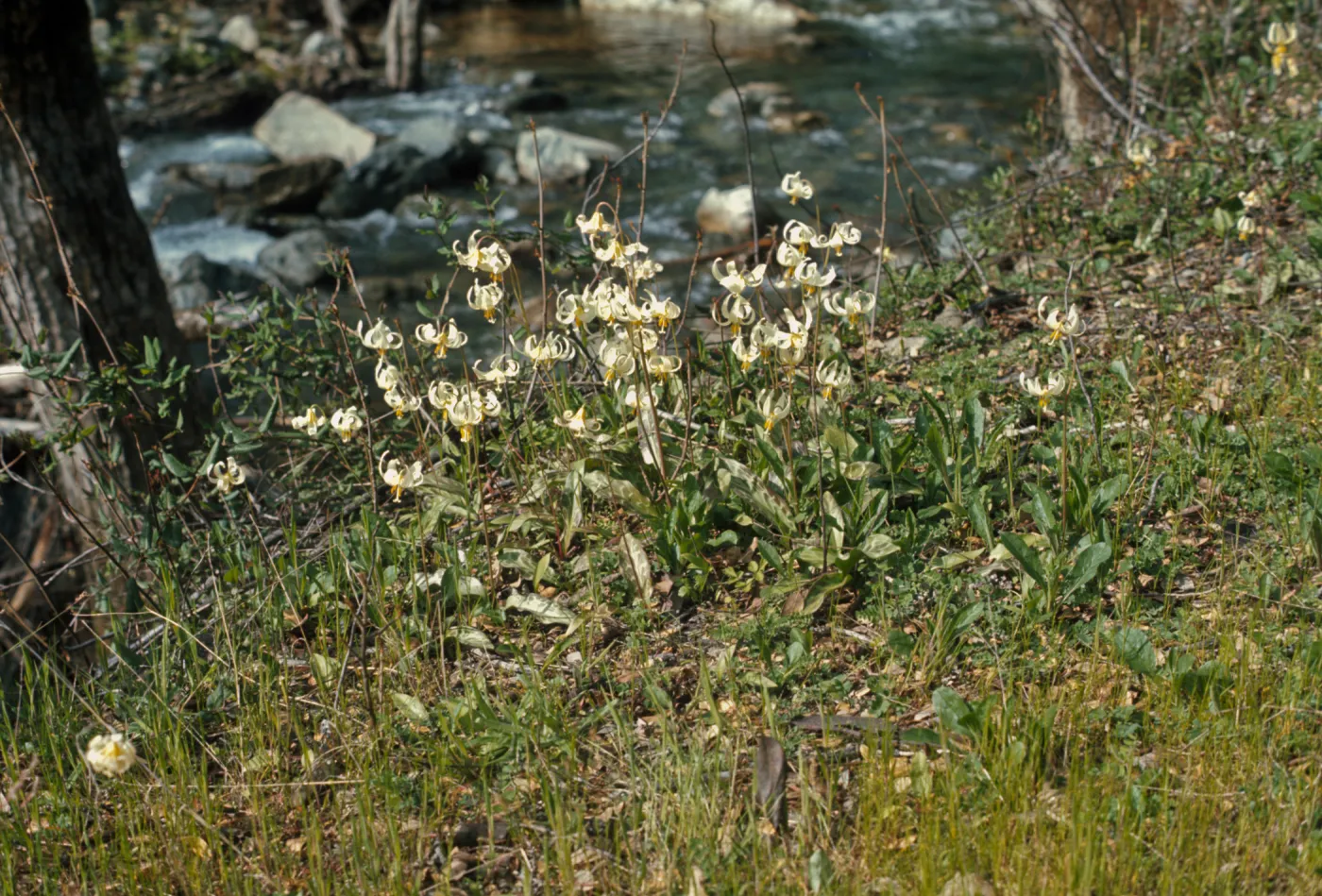 Erythronium oregonum, Josephine County, Oregon