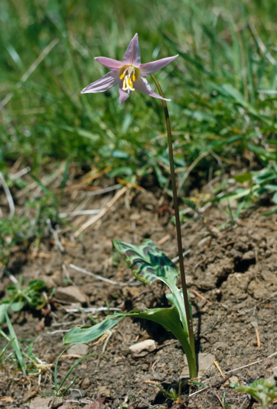 Erythronium revolutum, Coast Adders Tongue, Curry County, Oregon