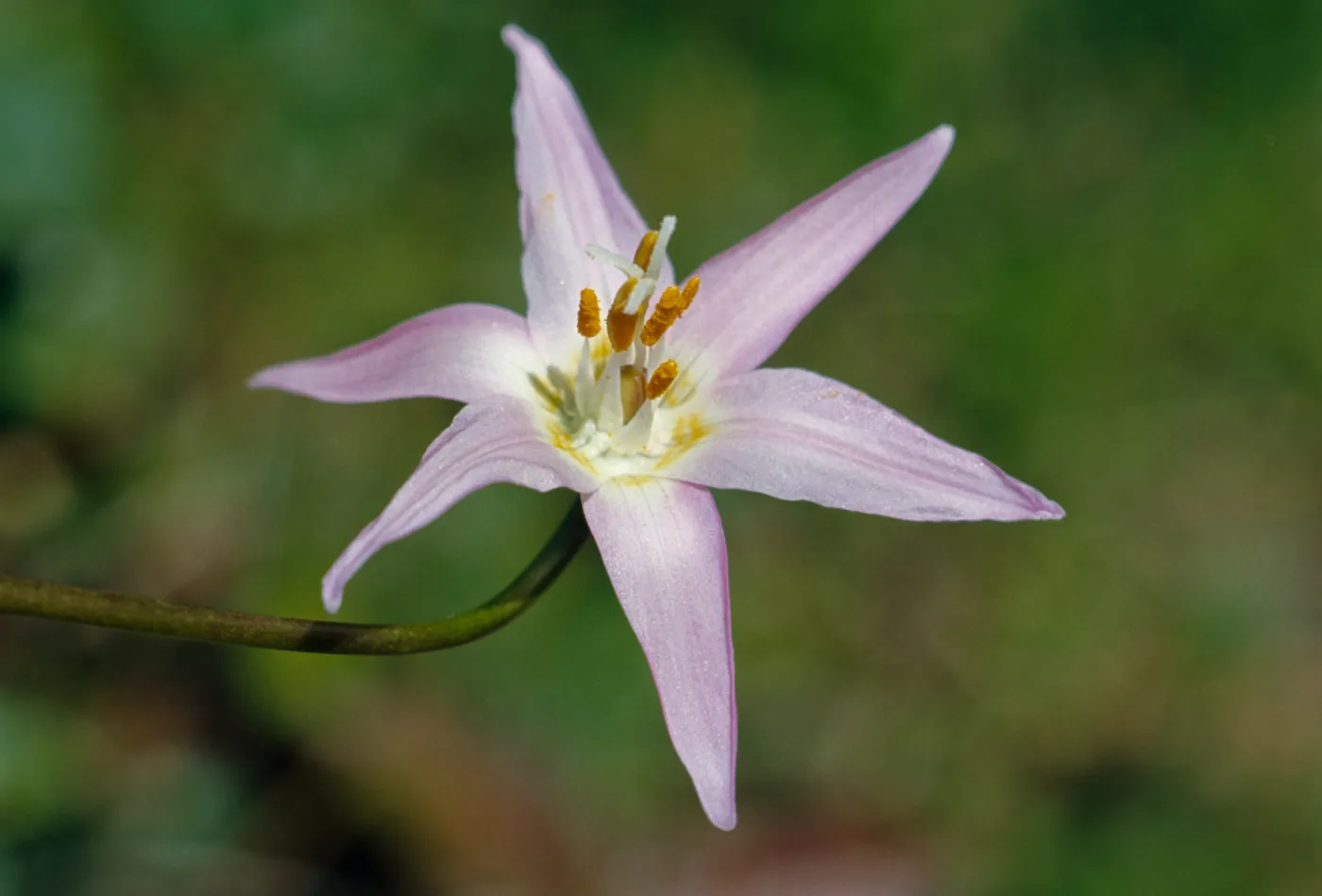 Erythronium revolutum, Lily family,Coast Adders Tongue, Curry County, Oregon