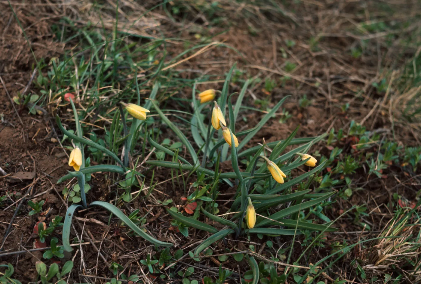 Fritillaria pudica, Yellow Bells, Jackson County, Oregon