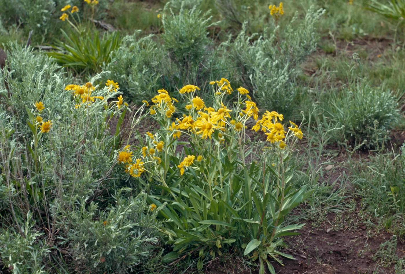 Helenium hoopesii, Tall sneezeweed, Southeastern Oregon