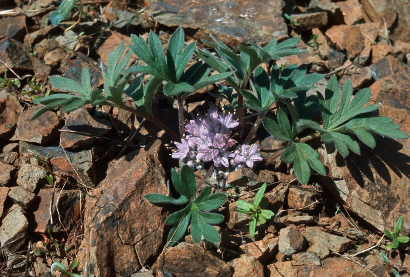 Hydrophyllum capitatum, wollybritches, Jackson County, Oregon