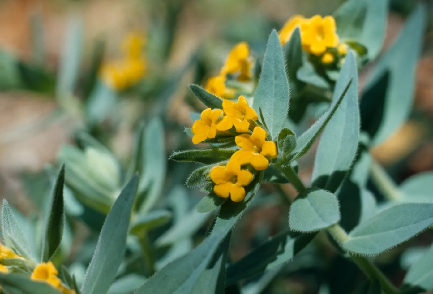 Lithospermum californicum, gray, California Gromwell, Josephine County, Oregon