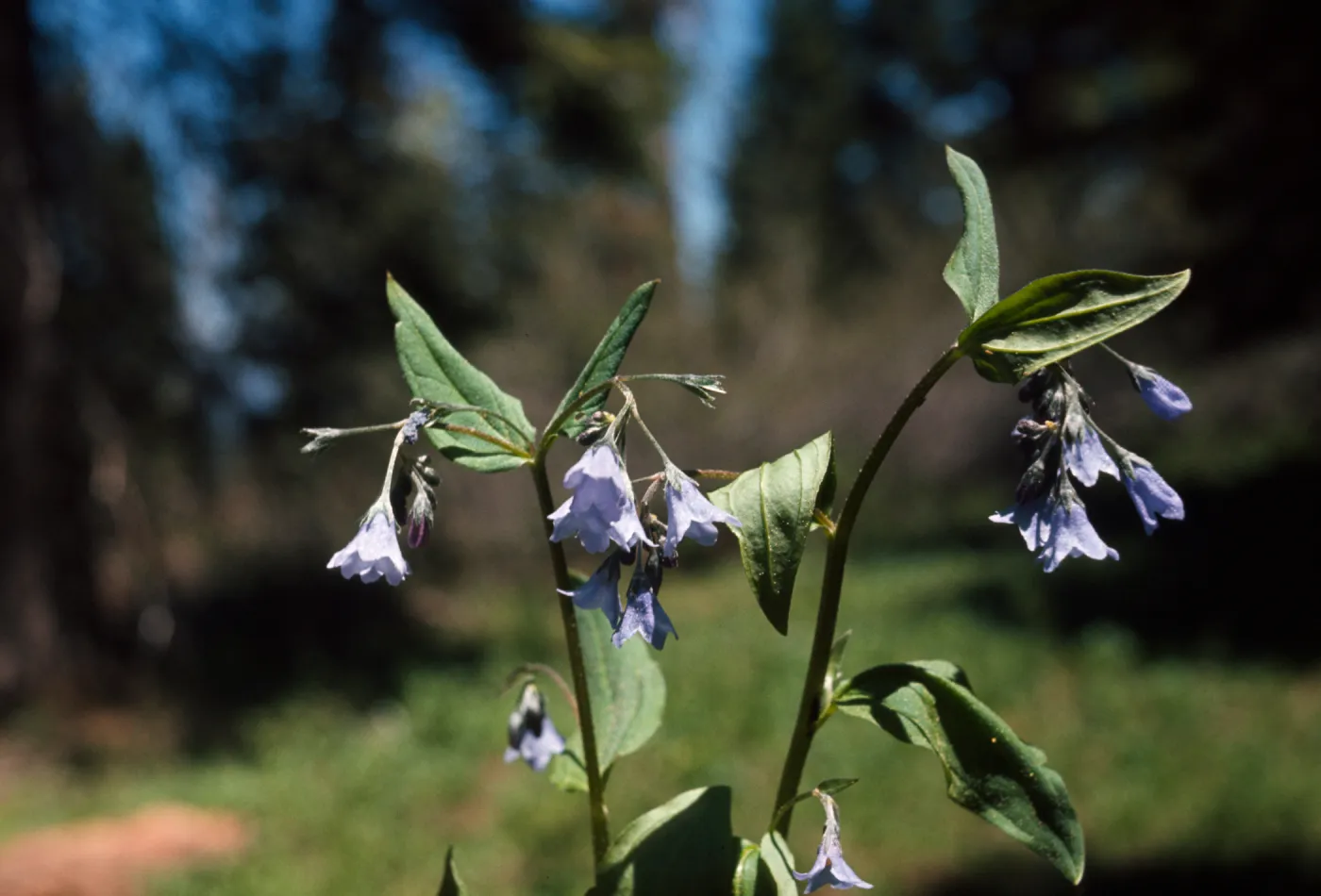 Mertensia bella, Oregon lungwort, Josephine County, Oregon