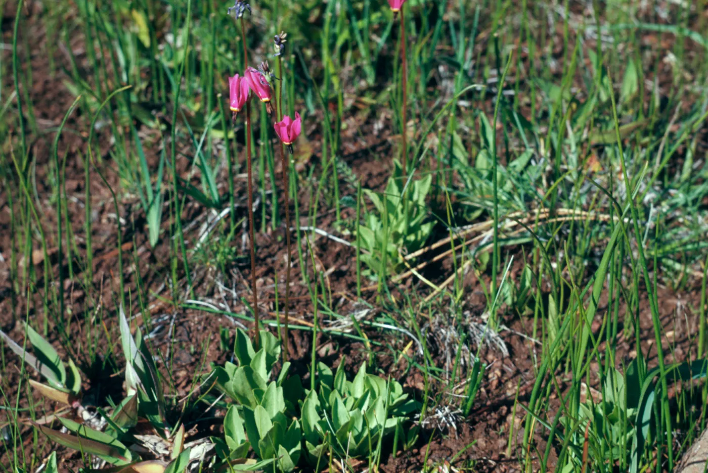 Dodecatheon parviflorum, greene, shooting star, Cove Junction, Oregon