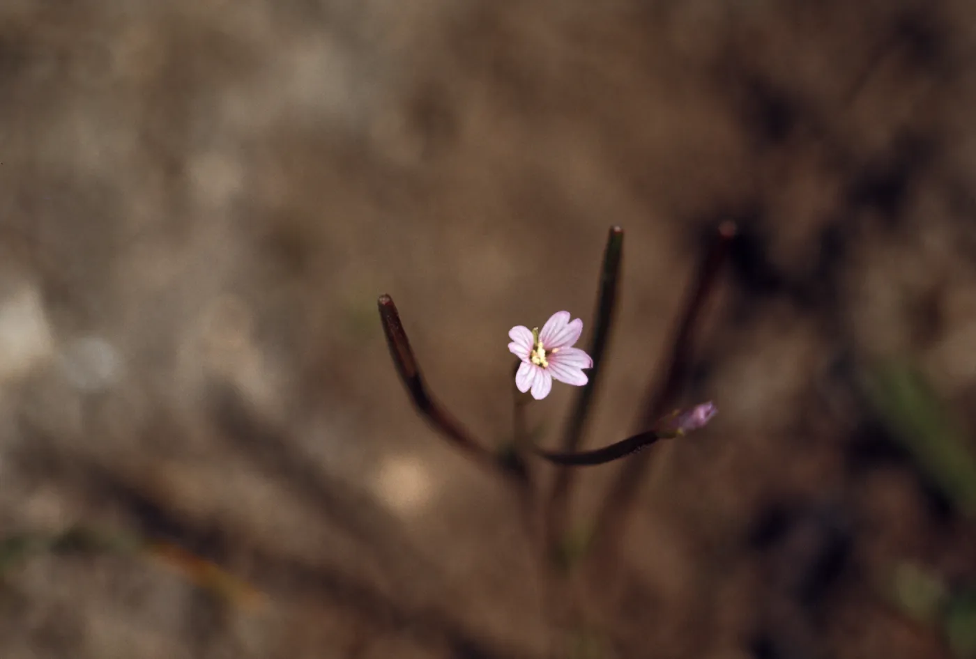 Epilobium clavatum , Wallowa County, Oregon
