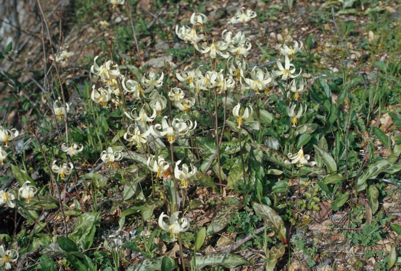 Erythronium oregonum, Josephine County, Oregon