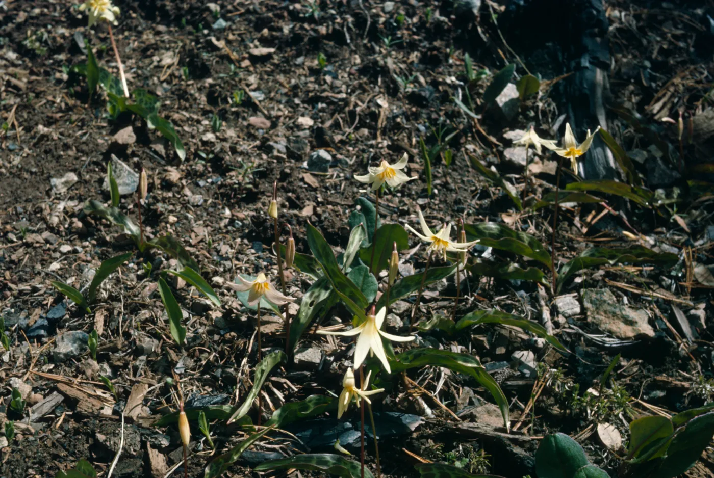 Erythronium howellii, Josephine County, Oregon