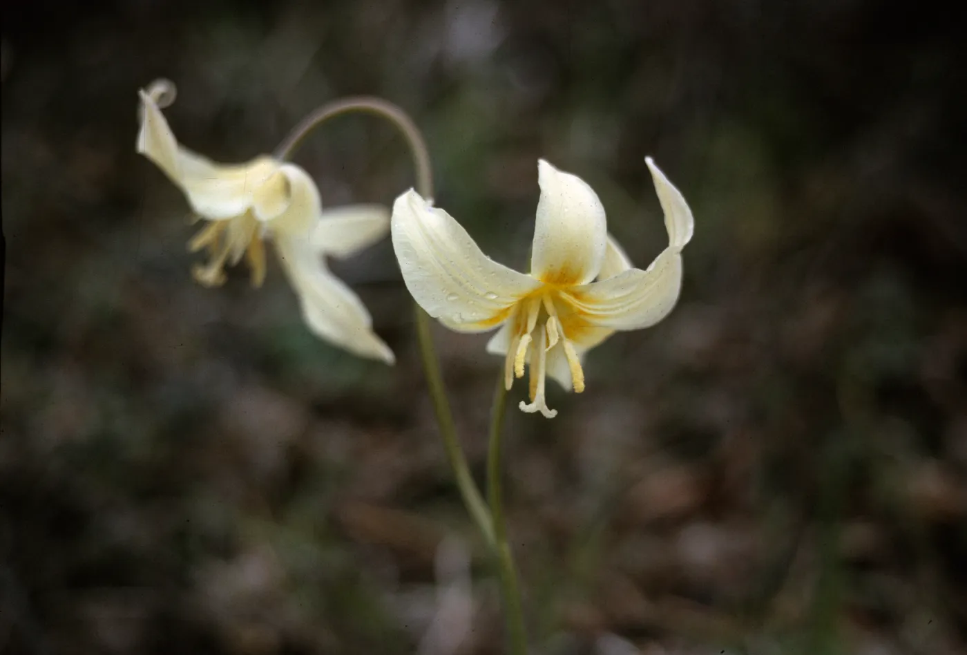 Erythronium oregonum, Josephine County, Oregon