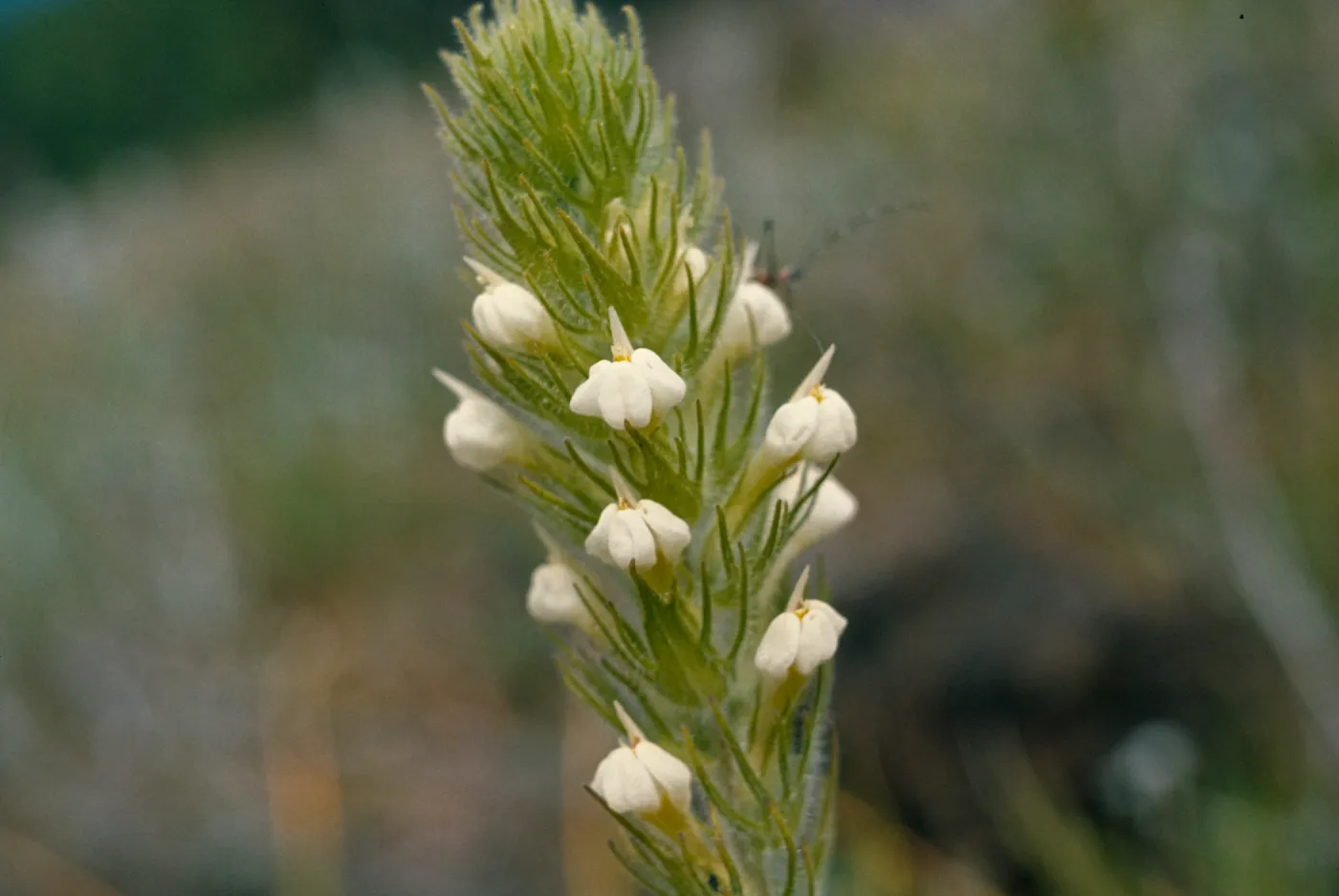Orthocarpus hispidus, Sexton Mountain