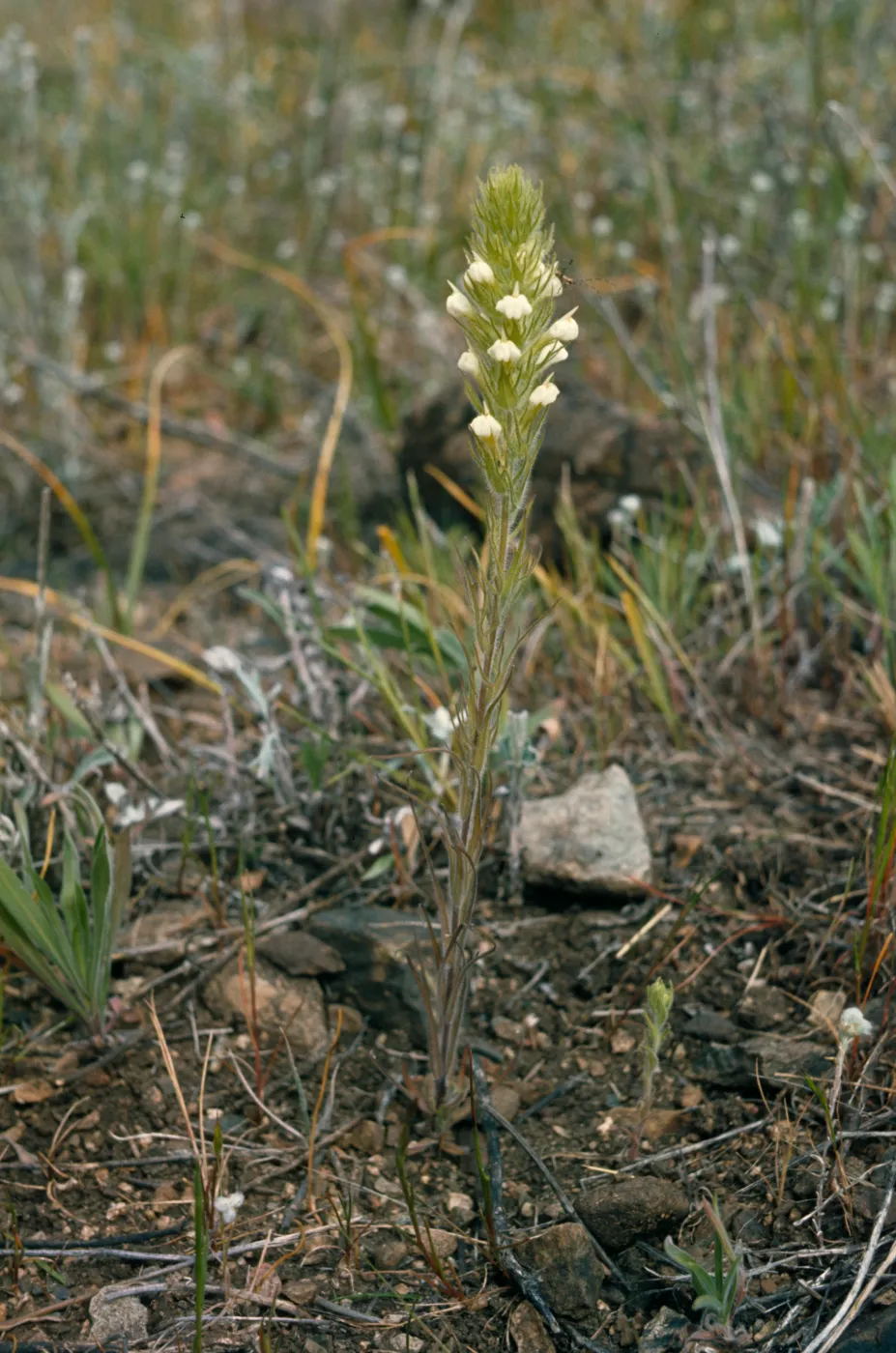 Orthocarpus hispidus, Sexton Mountain