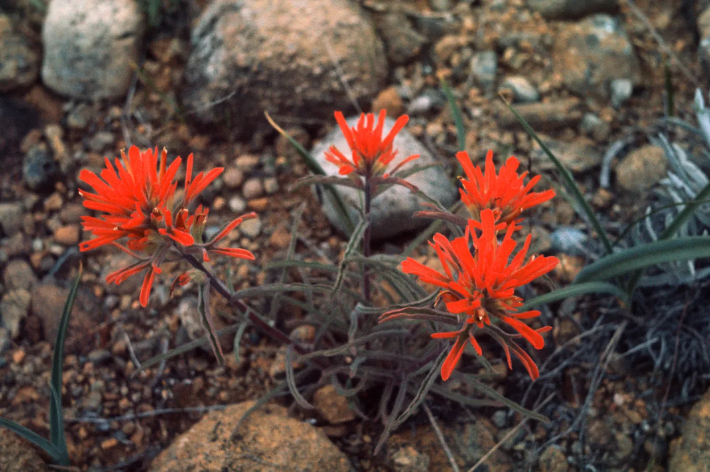 Castilleja pruinosa, indian paintbrush, Josephine County, Oregon