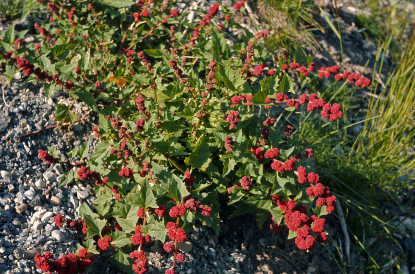 Chenopodium capitatum, strawberry blite, Rampart Camp, Canada