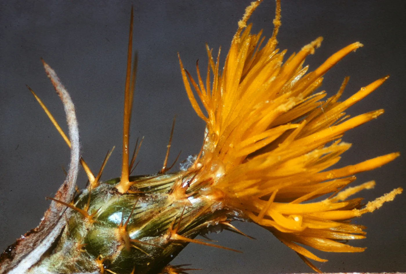Centaurea solstitialis, El Portal Yosemite