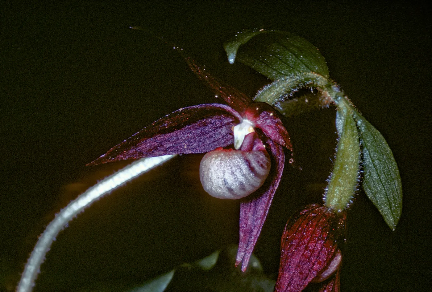Cypripedium fasciculatum, Dorothy King Young