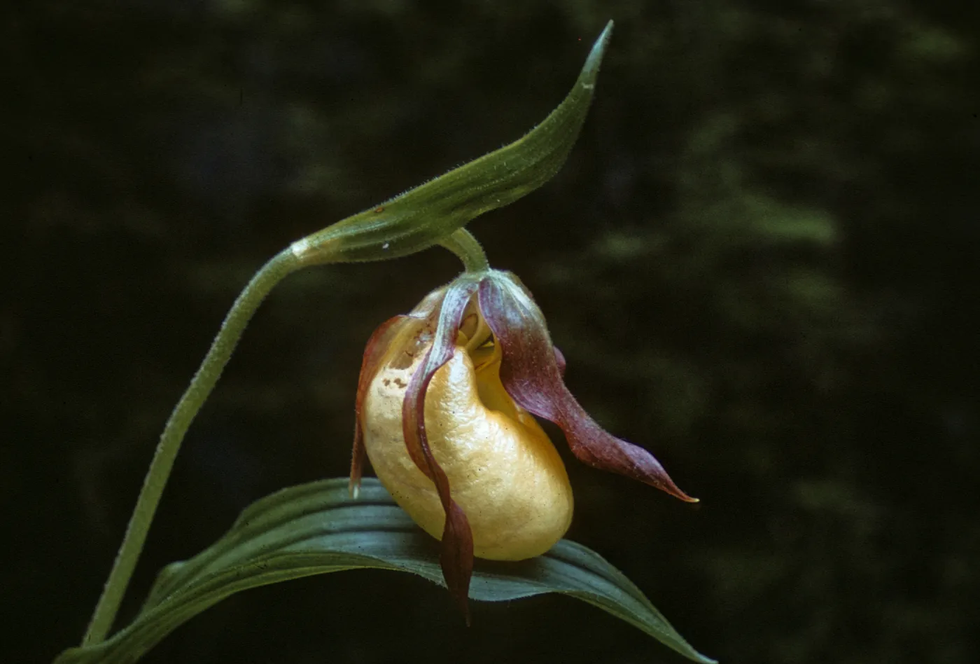 Cypripedium fasciculatum, lady slipper, Dorothy King Young