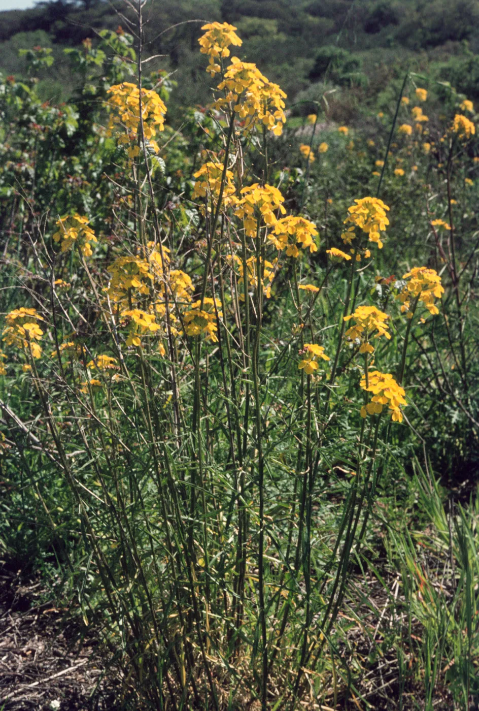 Erysimum suffrutescens var. lompocense
