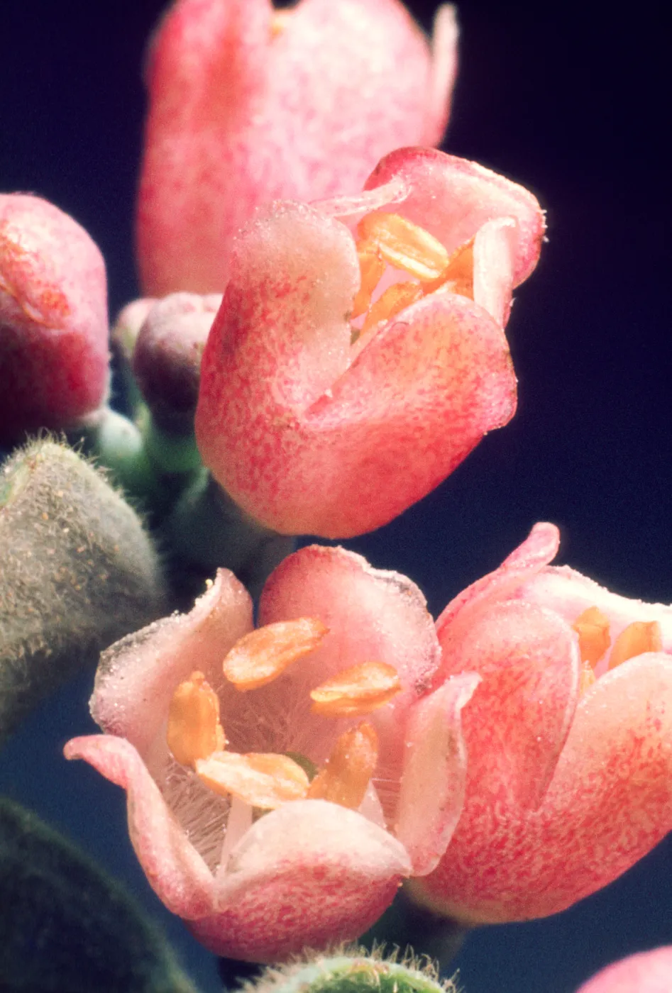 Symphoricarpos parishii