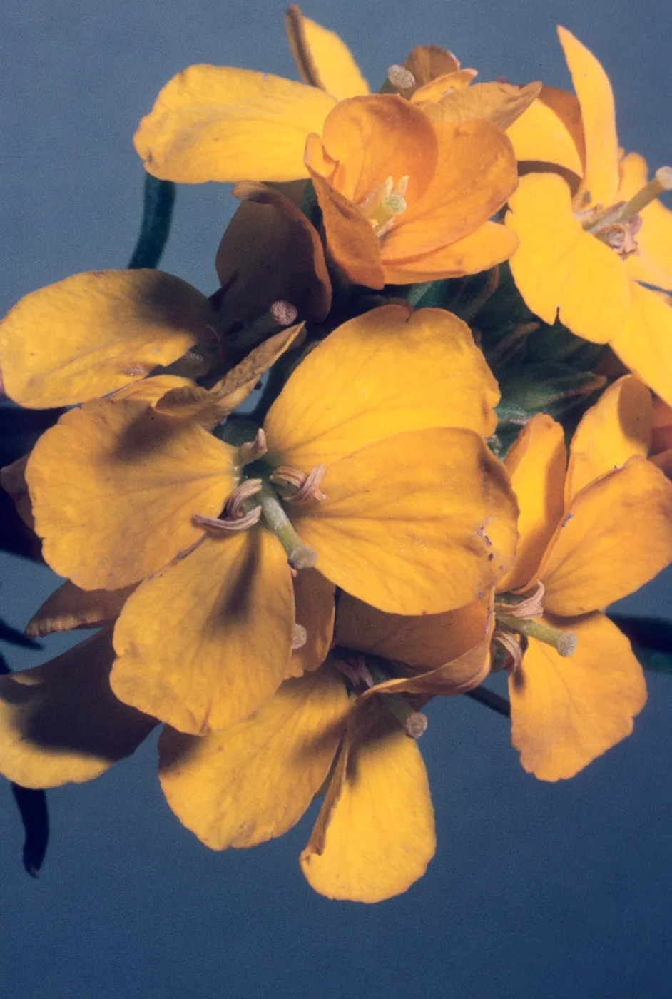 Erysimum suffrutescens var. lompocense