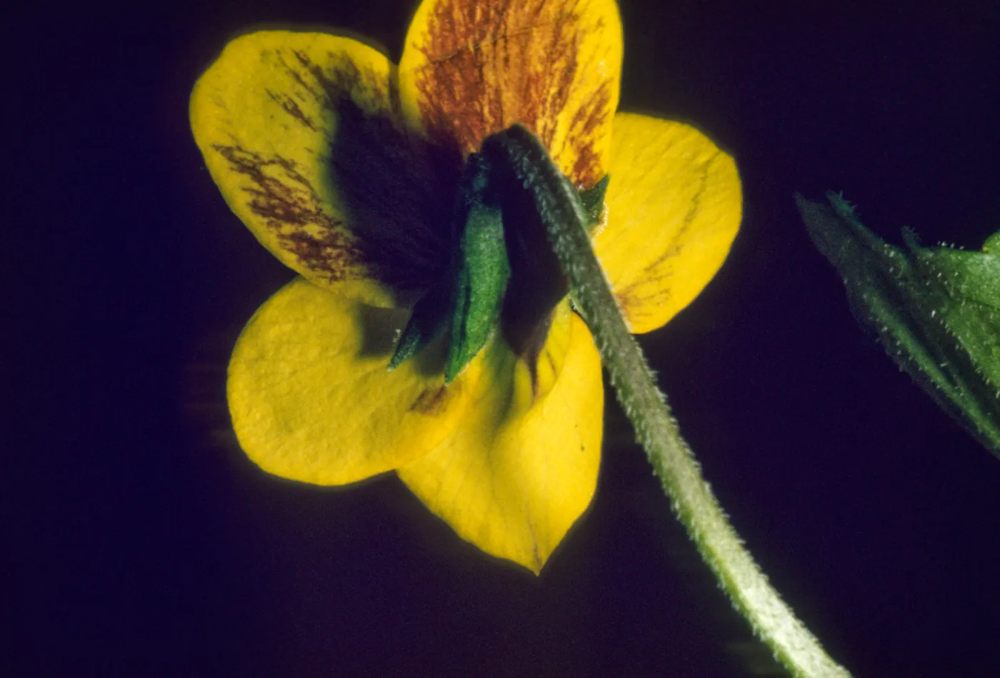 Viola pedunculata