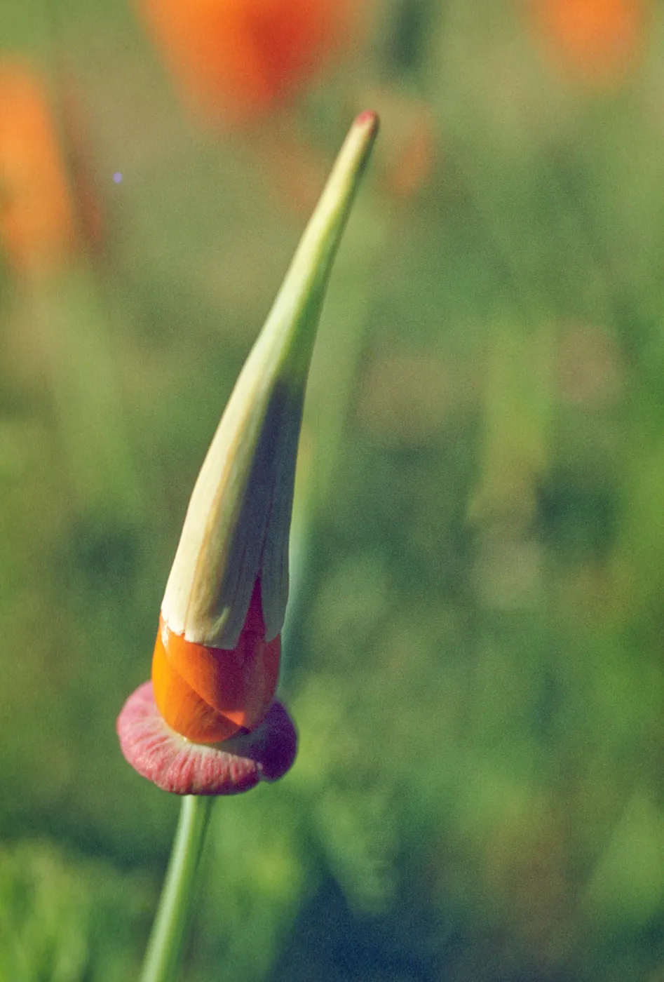 Eschscholzia californica