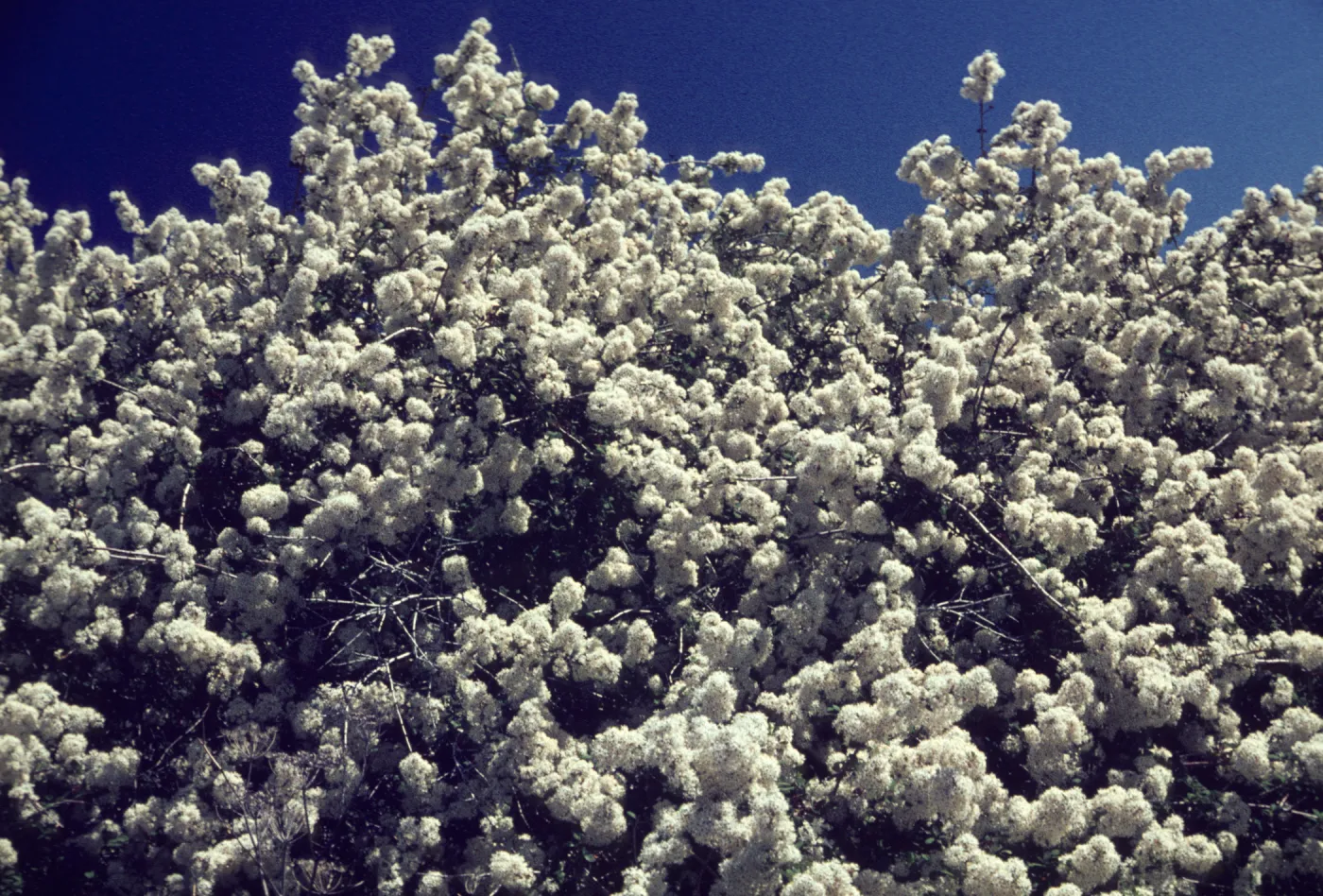 Ceanothus megacarpus, San Marcos