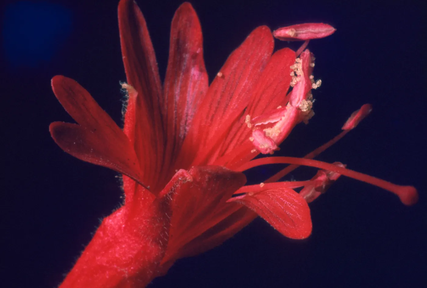 Zauschneria californica