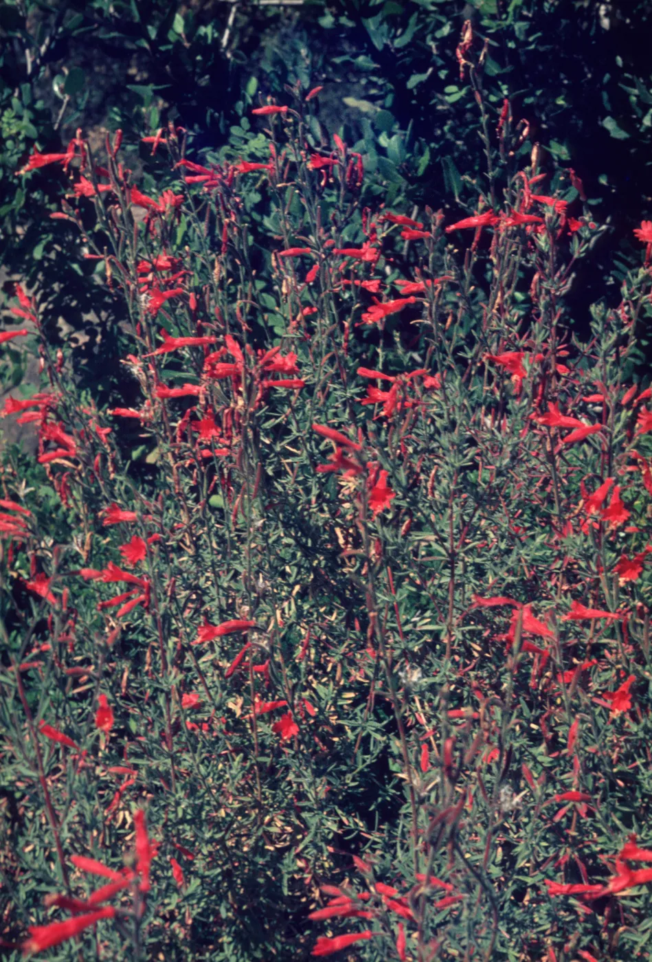 Zauschneria californica