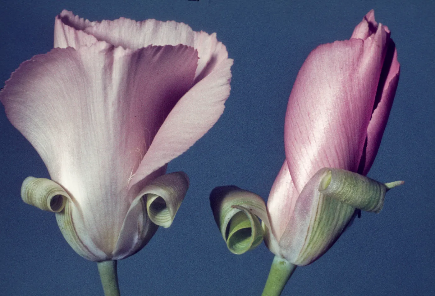 Calochortus splendens