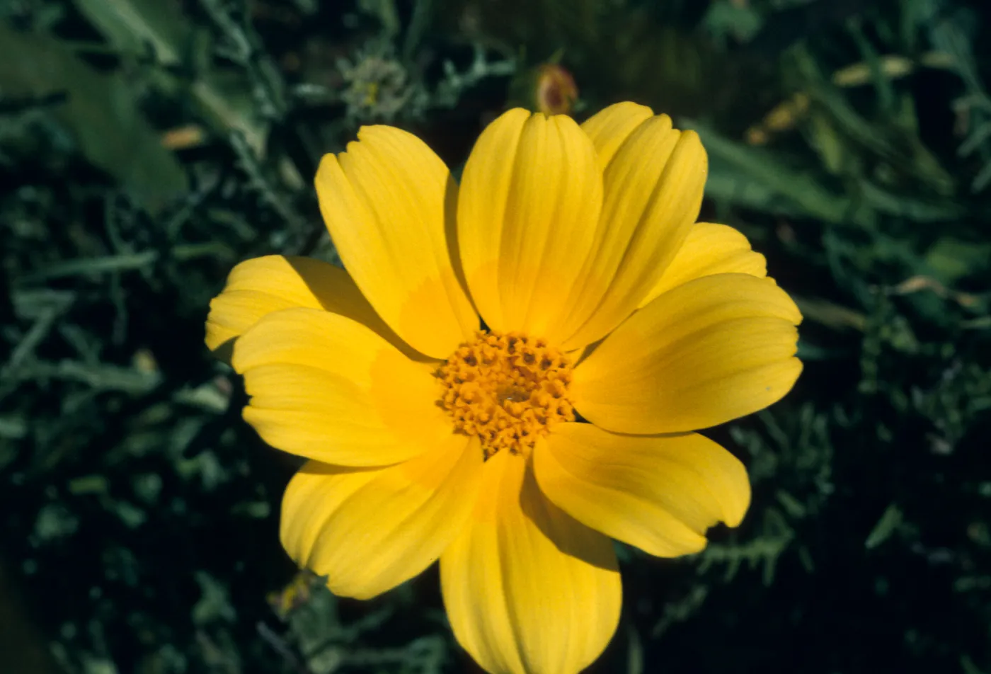 Coreopsis bigelovii