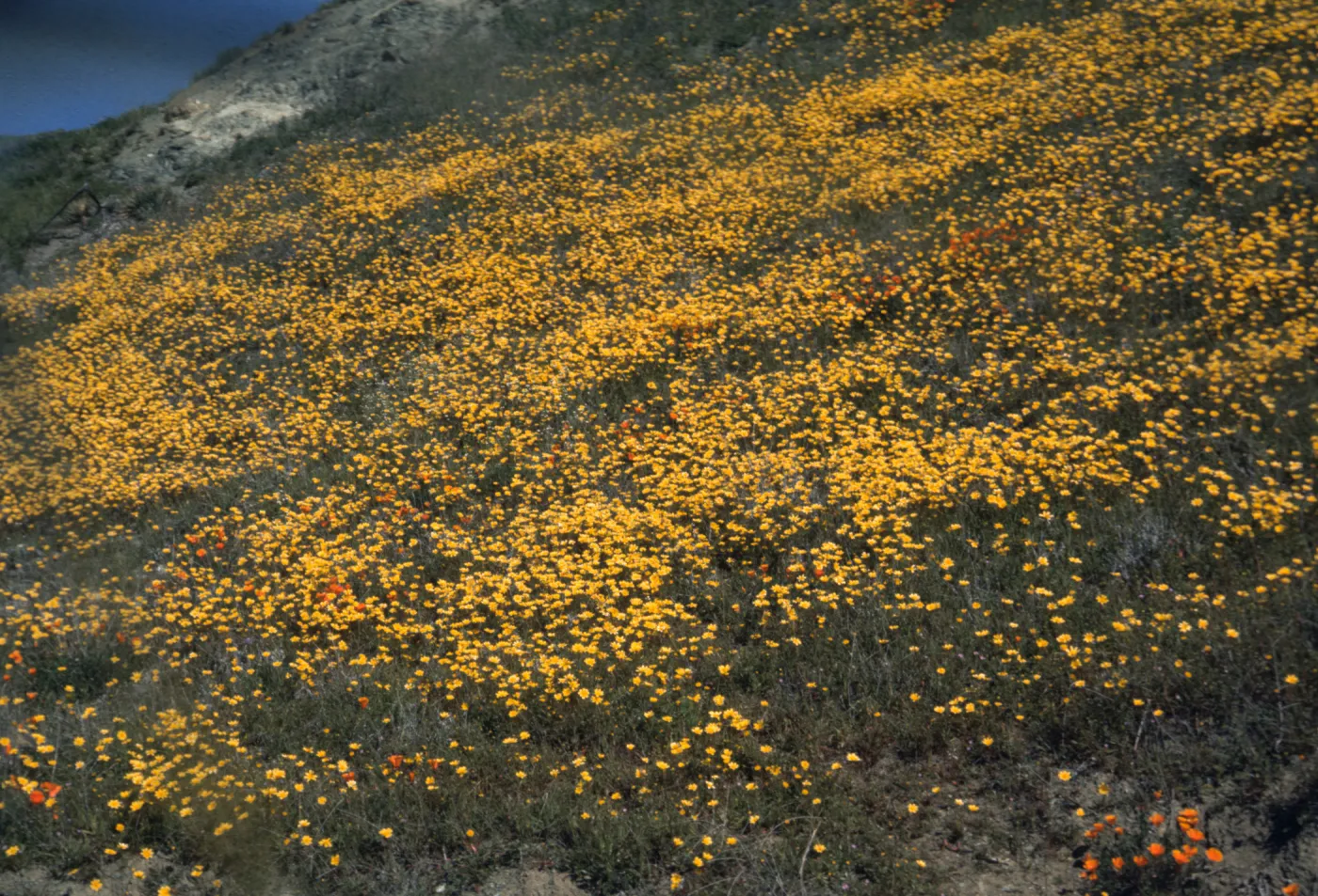 Coreopsis bigelovii