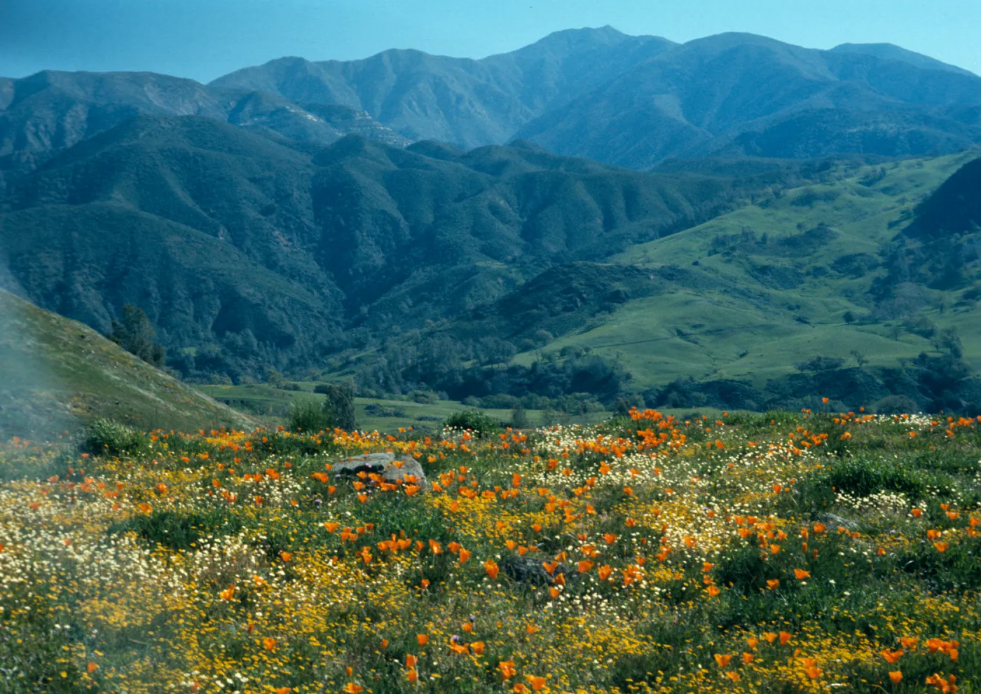 Happy Canyon flowers, mountain view of San Rafaels (California Poppy)