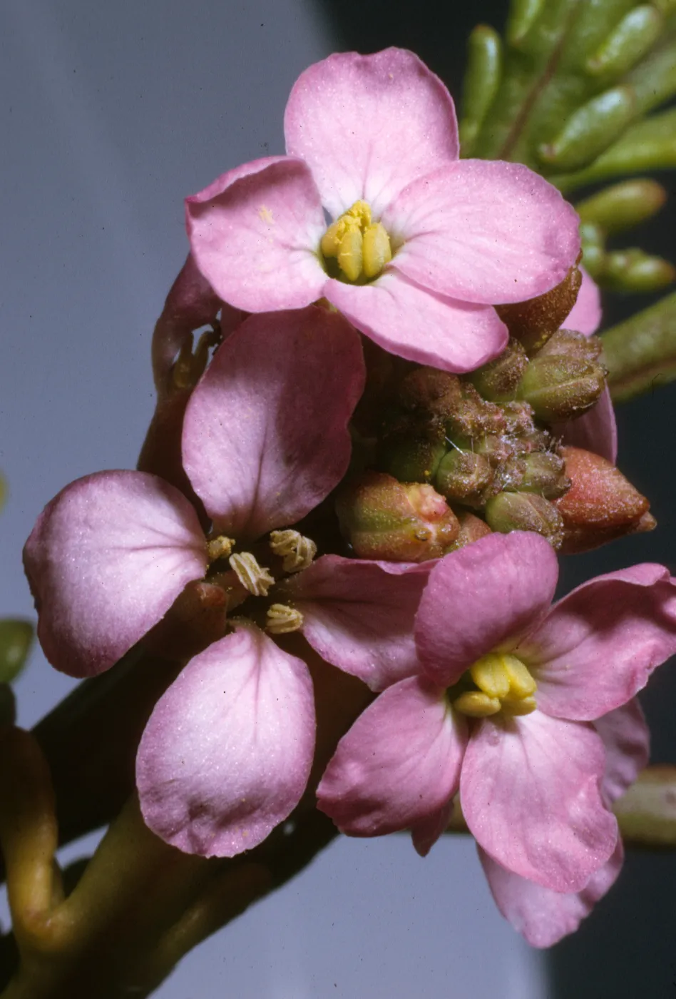 Cakile maritima