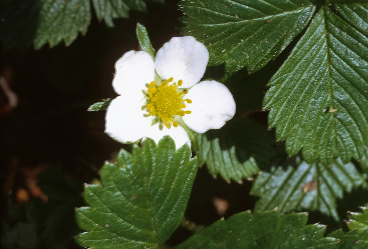 Fragaria chiloensis