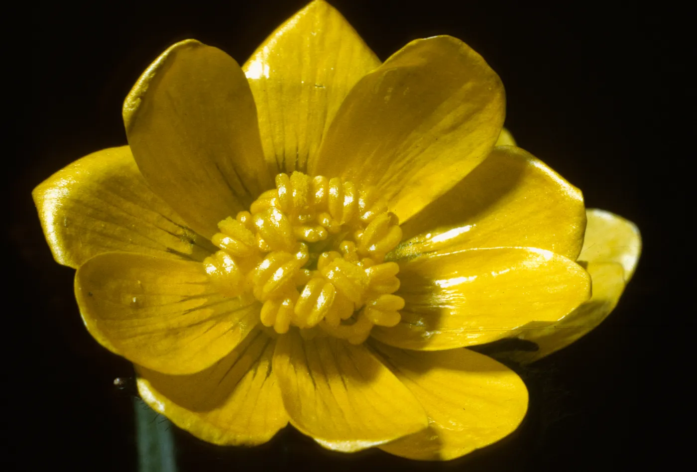 Ranunculus californicus