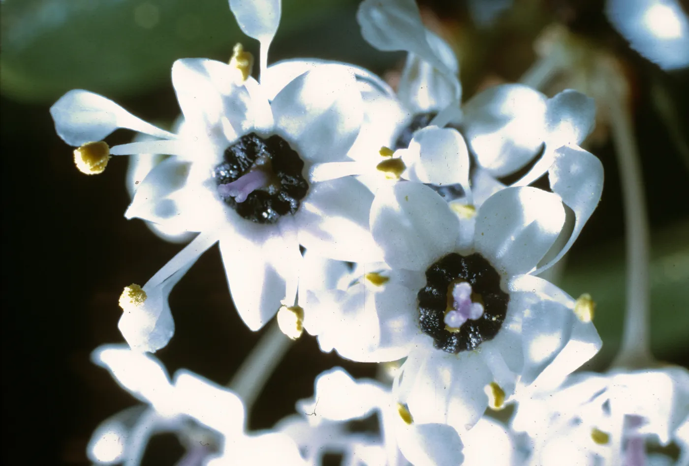 Ceanothus megacarpus