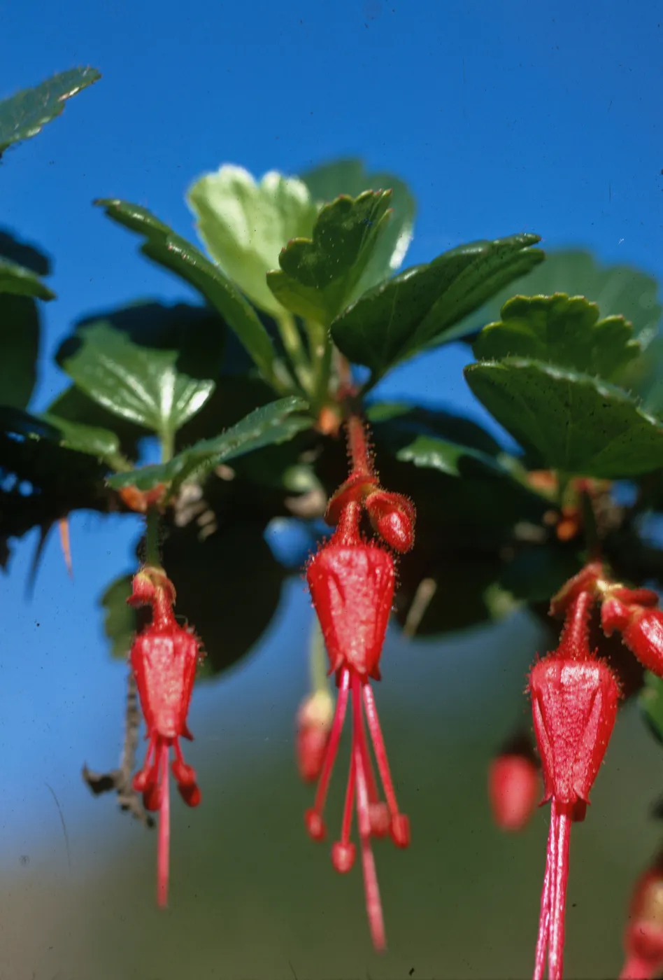 Ribes speciosum