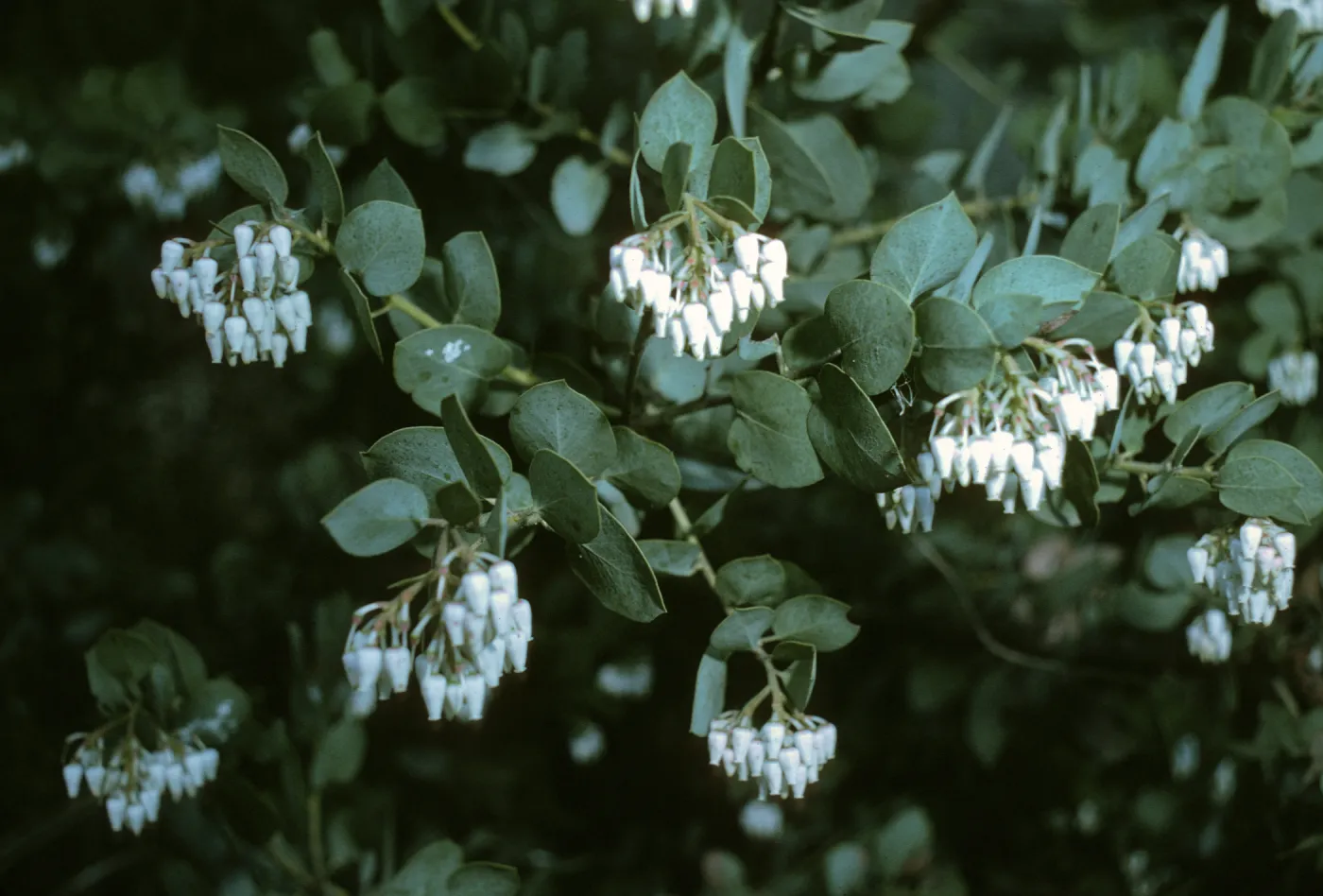 Arctostaphylos glauca