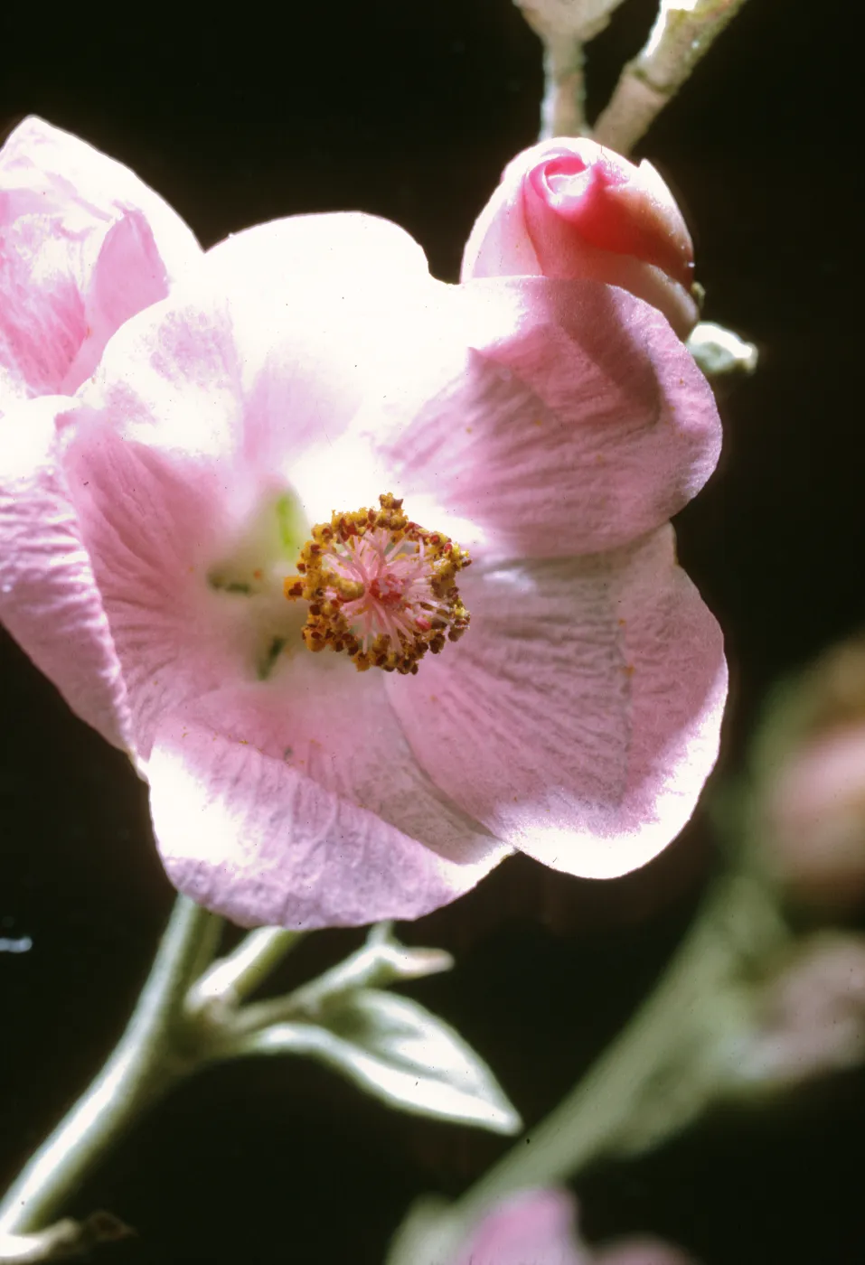 Malacothamnus fasciculatus